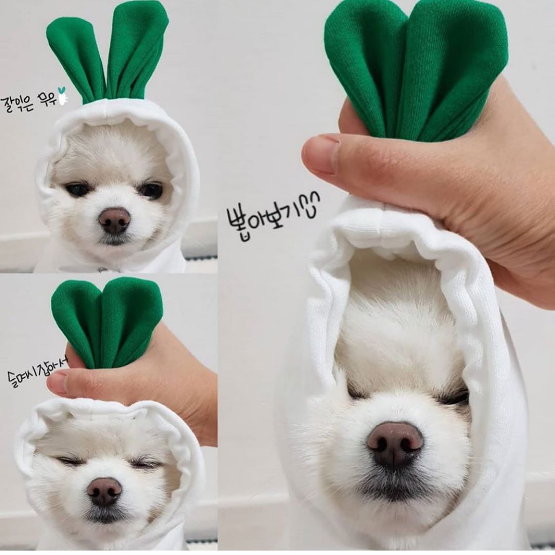 Winter Warm Fleece Hoodie for Pets