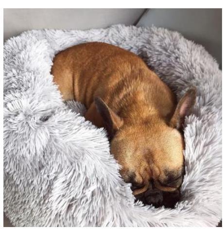 Round Plush Pet Bed